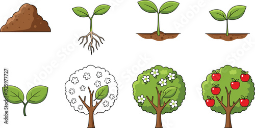 Plant growth stages vector illustration showing seedling sprout tree flowering and fruit development isolated on white background