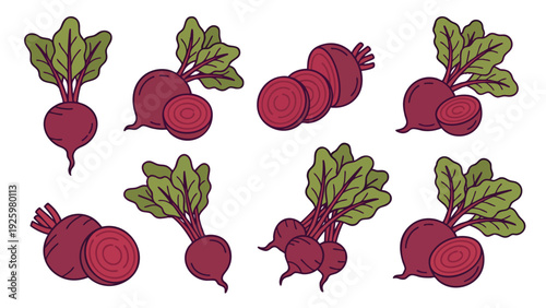 Beetroot Illustration Set Whole and Sliced