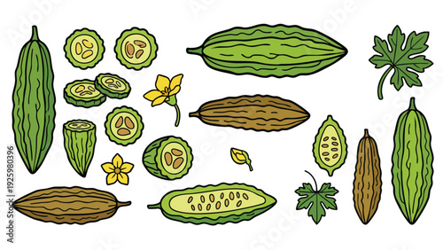 Bitter Melon Illustration Set with Flower Leaf and Slices