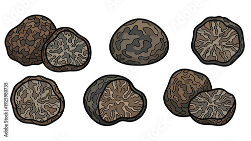 Black Truffle Mushroom Illustration Set with Whole and Cut Pieces