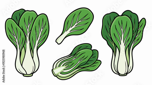 Bok Choy Illustration Set with Whole and Leaf Variations