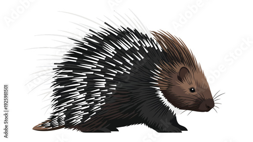 Detailed porcupine illustration with sharp quills, isolated wildlife animal on white background