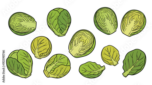 Brussels Sprouts Illustration Set with Whole and Cut Green Vegetables
