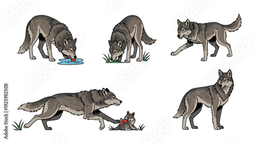 Grey Wolves Cartoon Set: Drinking, Sniffing, Walking, and Playing with Pup. Wildlife Animal Vector Illustration