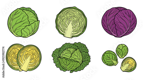 Cabbage Illustration Set with Green and Purple Cabbage