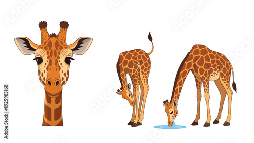 Cute Cartoon Giraffe Illustrations Set: Portrait, Adult, and Baby Giraffes Drinking Water
