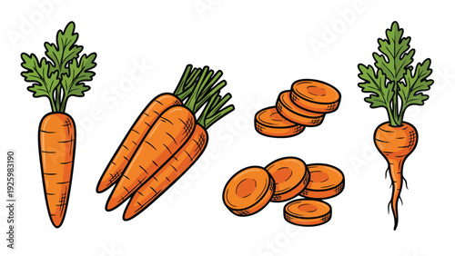 Carrot Vegetable Cartoon Illustration Set with Whole and Sliced Carrots