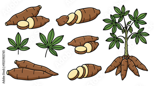 Cassava Root Illustration Set with Sliced Tubers Leaves and Plant