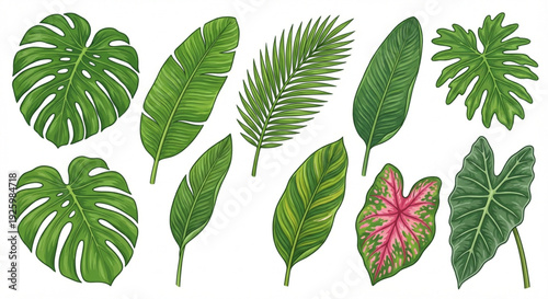 Collection of various tropical palm and jungle plant leaves in a white background illustration