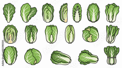 Chinese Cabbage Napa Cabbage Vector Illustration Set