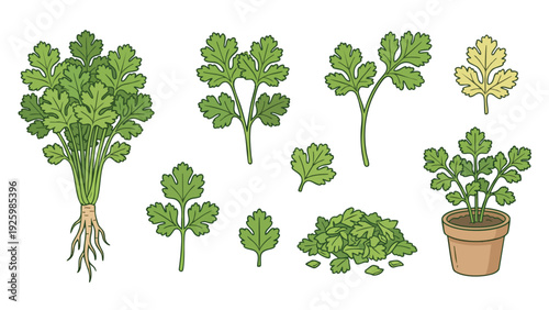 Cilantro Coriander Vector Illustration Set