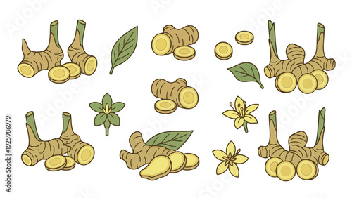 Galangal Root Illustration Set with Leaves and Flowers Hand Drawn Botanical Vector