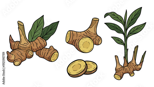 Galangal Root and Leaves Illustration Hand Drawn Botanical Vector Set