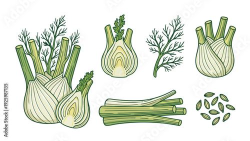 Fennel Vegetable Vector Set with Bulb, Stems, Leaves, and Seeds