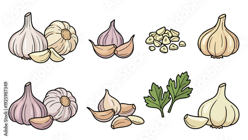 Garlic Bulb and Clove Illustration Hand Drawn Botanical Vector Set