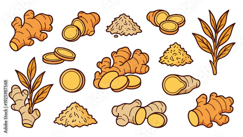 Ginger Root Illustration Set with Slices Powder and Leaves Hand Drawn Vector