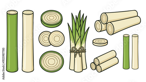 Hearts of Palm Illustration Set with Stems Slices and Bundles Hand Drawn Vector