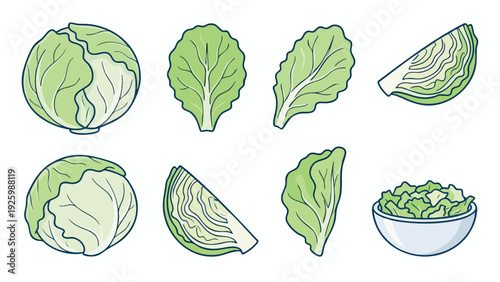 Iceberg Lettuce Illustration Set with Whole Head Leaves and Slices Hand Drawn Vector
