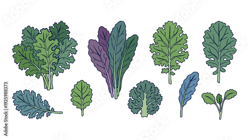 Kale Leaf Illustration Set with Curly and Flat Leaves Hand Drawn Botanical Vector