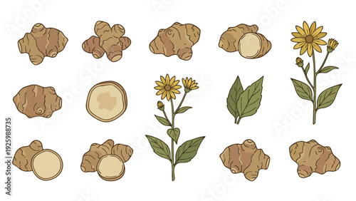 Jerusalem Artichoke Icon Set with Tubers Slices Leaves and Flower Hand Drawn Vector