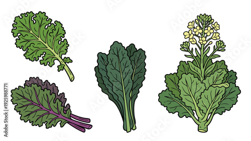 Kale Plant Illustration Set with Leaves Stems and Flower Hand Drawn Botanical Vector