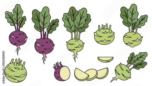 Kohlrabi Icon Set with Green and Purple Bulbs Leaves and Slices Hand Drawn Vector