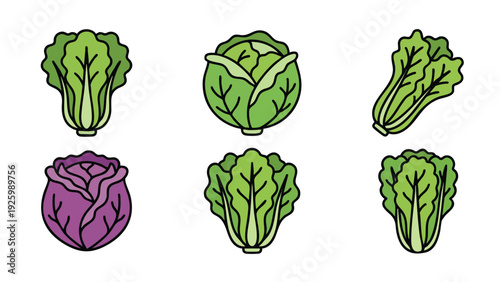 Lettuce Icon Set with Green and Purple Heads Leafy Salad Varieties Vector