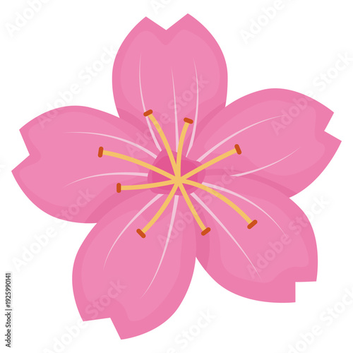 sakura pink flower vector illustration