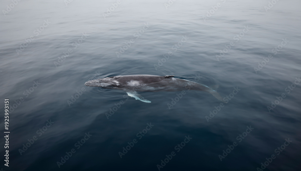 Fototapeta premium ballena gris, ballena, mar, oceáno, acuático, mamífero, corcovado, delfines, aleta, cola, azul, azul marino, naturaleza, olas, animal, fauna, salto, peces, inhospitalario, pacífico, observación, natac