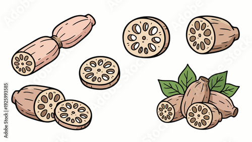 Lotus Root Illustration Set with Whole and Sliced Root Vector