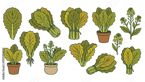 Mustard Greens Illustration Set with Leaves Bundles Flowers and Potted Plant Vector