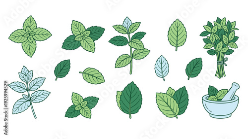 Mint Leaf Illustration Set with Fresh Herbs and Leaves Vector