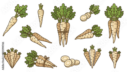 Parsnip Vegetable Illustration Collection with Bunches Roots and Slices Vector