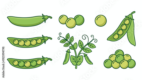 Green Peas Illustration Set with Pods Seeds and Plant Vector