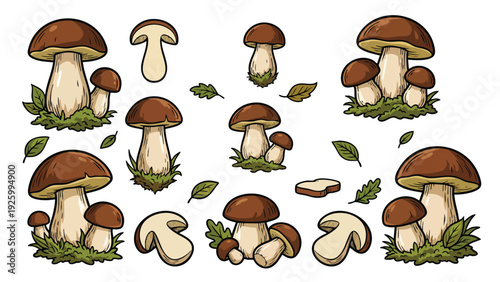 Porcini Mushroom Illustration Collection with Whole and Sliced Mushrooms Vector