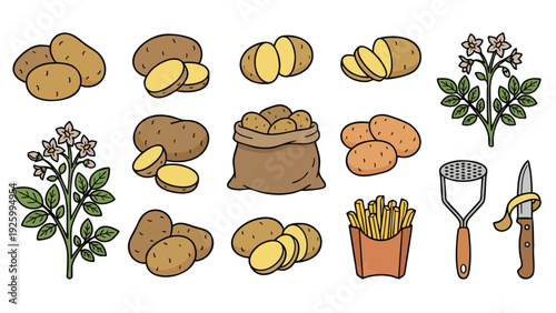 Potato Icon Set with Whole Sliced Plant Flower Fries and Tools Vector