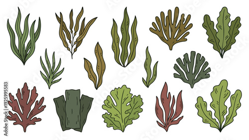 Seaweed Vector Set