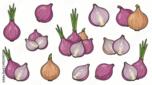 Shallot Onion Vector Illustration Set