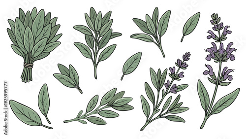 Sage Herb Vector Illustration Set