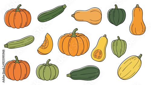 Squash Pumpkin Vector Set Whole and Sliced Vegetables