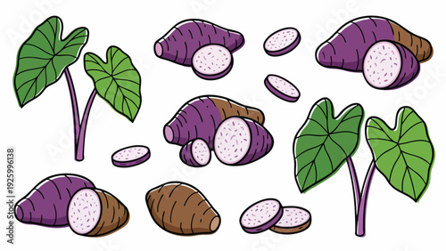 Taro Root Vector Illustration Set