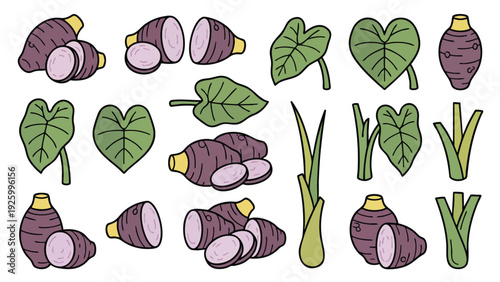 Taro Root and Leaves Vector Illustration Set