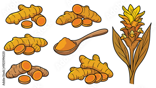 Turmeric Root And Powder Vector Illustration Set