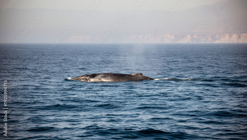 Fototapeta premium ballena gris, ballena, mar, oceáno, acuático, mamífero, corcovado, delfines, aleta, cola, azul, azul marino, naturaleza, olas, animal, fauna, salto, peces, inhospitalario, pacífico, observación, natac