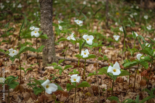 White Trillium (Trillium grandiflorum) Blooming in Spring Woodland Forest