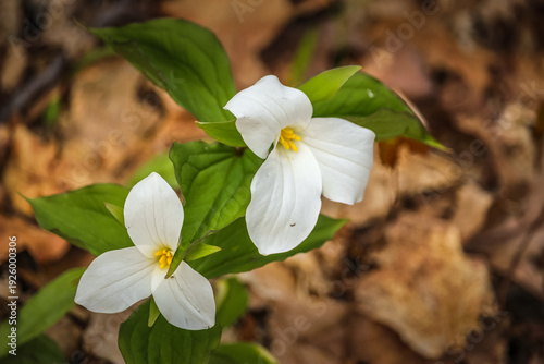 Close-up of White Trillium (Trillium grandiflorum) wildflower blooming in a woodland forest during spring.