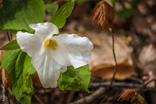 Close-up of White Trillium (Trillium grandiflorum) wildflower blooming in a woodland forest during spring.