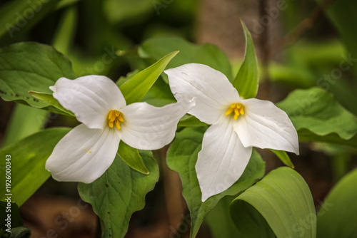 Close-up of White Trillium (Trillium grandiflorum) wildflower blooming in a woodland forest during spring.