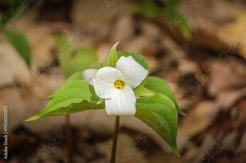 Close-up of White Trillium (Trillium grandiflorum) wildflower blooming in a woodland forest during spring.
