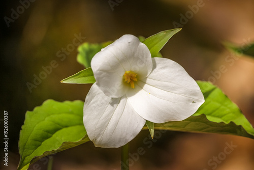 Close-up of White Trillium (Trillium grandiflorum) wildflower blooming in a woodland forest during spring.